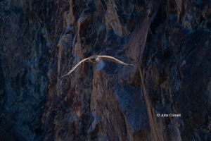 Bald-Eagle;Eagle;Haliaeetus-leucocephalus;curved-beak;juvenile;predator;raptor;r